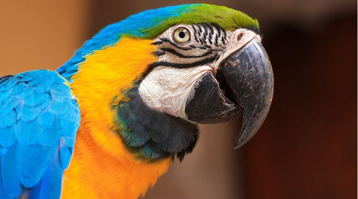 Presidente Epitácio vai escolher sua ave símbolo em votação popular; veja como participar