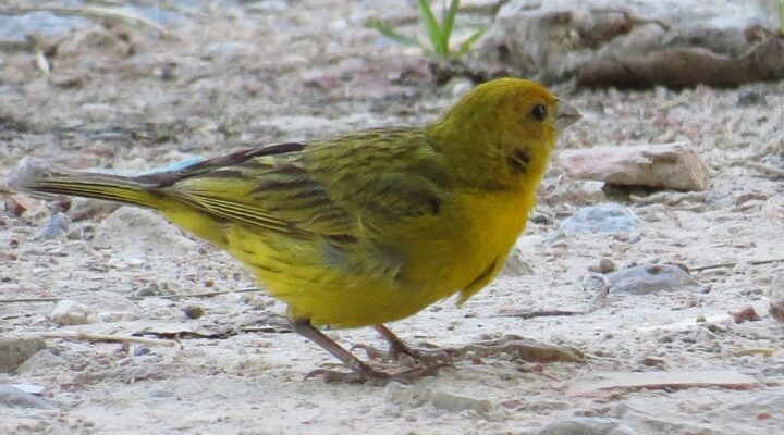 Presidente Epitácio vai escolher sua ave símbolo em votação popular; veja como participar