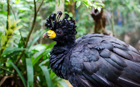 Presidente Epitácio vai escolher sua ave símbolo em votação popular; veja como participar