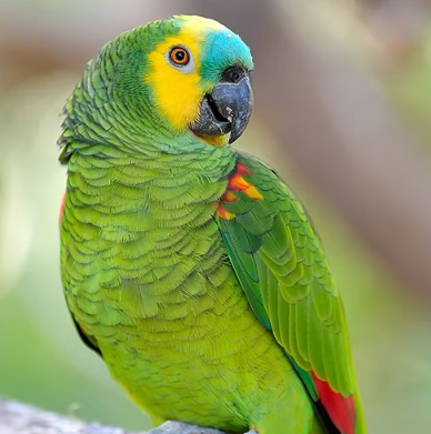 Presidente Epitácio vai escolher sua ave símbolo em votação popular; veja como participar