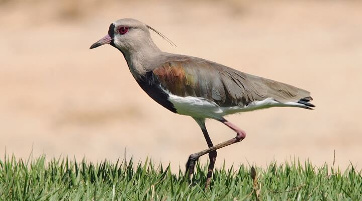 Presidente Epitácio vai escolher sua ave símbolo em votação popular; veja como participar