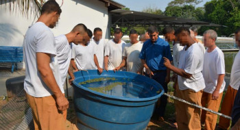 Detentos da Penitenciária 1 de Venceslau recebem curso de piscicultura 