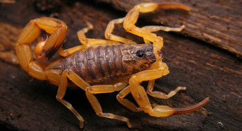 Quase duas mil pessoas foram picadas por escorpiões neste ano na região 