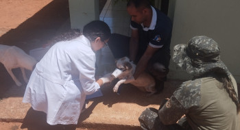 Mulher é presa por maus tratos a animais, no Jardim Tropical em Presidente Epitácio