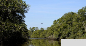 Brasil está entre países do G20 com maior proporção de área protegida