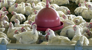 China encerra embargo e libera frango do RS após surto sanitário