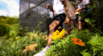 Dia da Educação Ambiental destaca iniciativas de conscientização