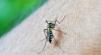 Estado de São Paulo confirma primeira morte por dengue em 2026