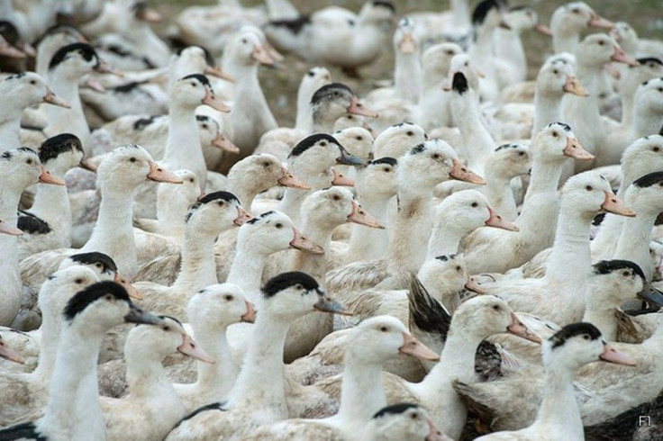 Mortes de gansos e patos em zoológico no RS foram por gripe aviária