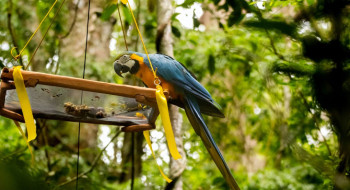 Parque Nacional da Tijuca recebe primeira soltura de araras-canindés