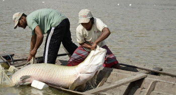 Pesquisa inédita com genoma protege espécies de peixes da Amazônia